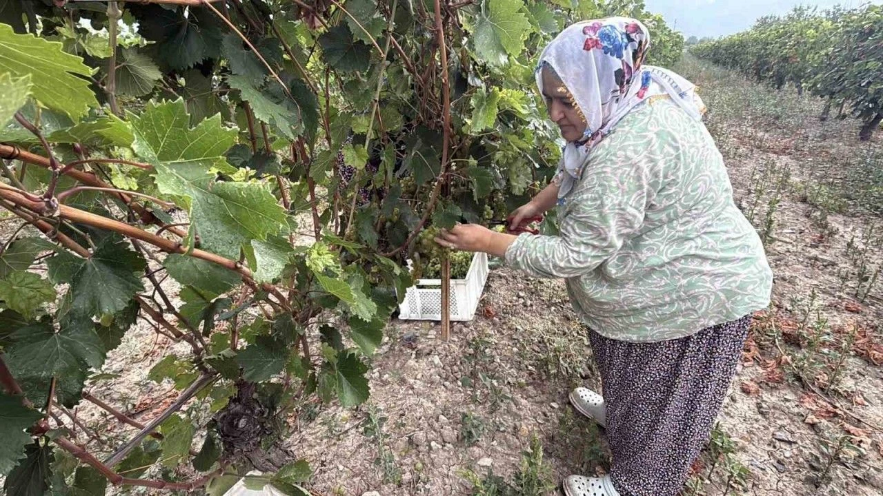 Üzümü de don vurdu, rekolte yüzde 80 düştü
