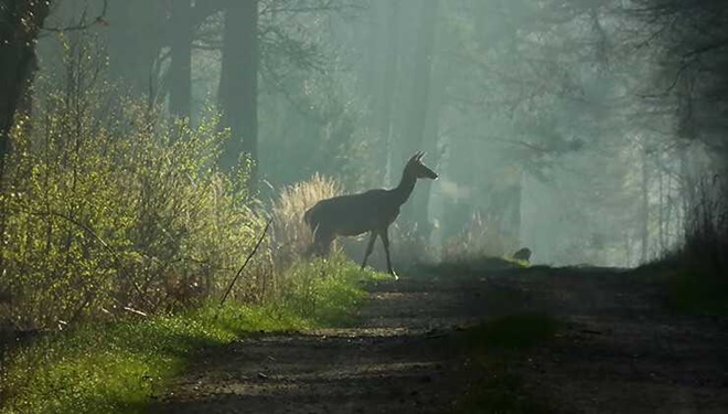 2 yıldır kayıp leylek, Bursa'da ortaya çıktı!