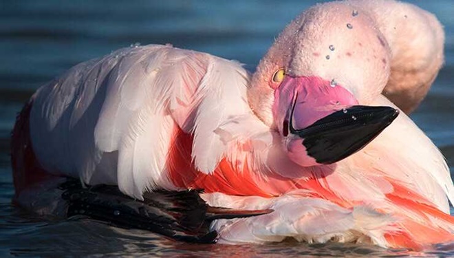 ''La ilahe illallah'' diyen papağan görenleri hayrete düşürüyor