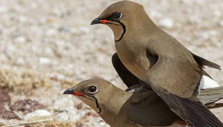 Hayalet böcek görenleri şaşırtıyor...