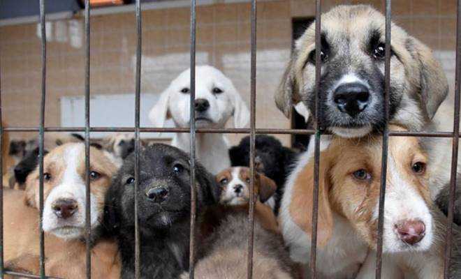 Hayvanları Koruma Kanunu çıktı!