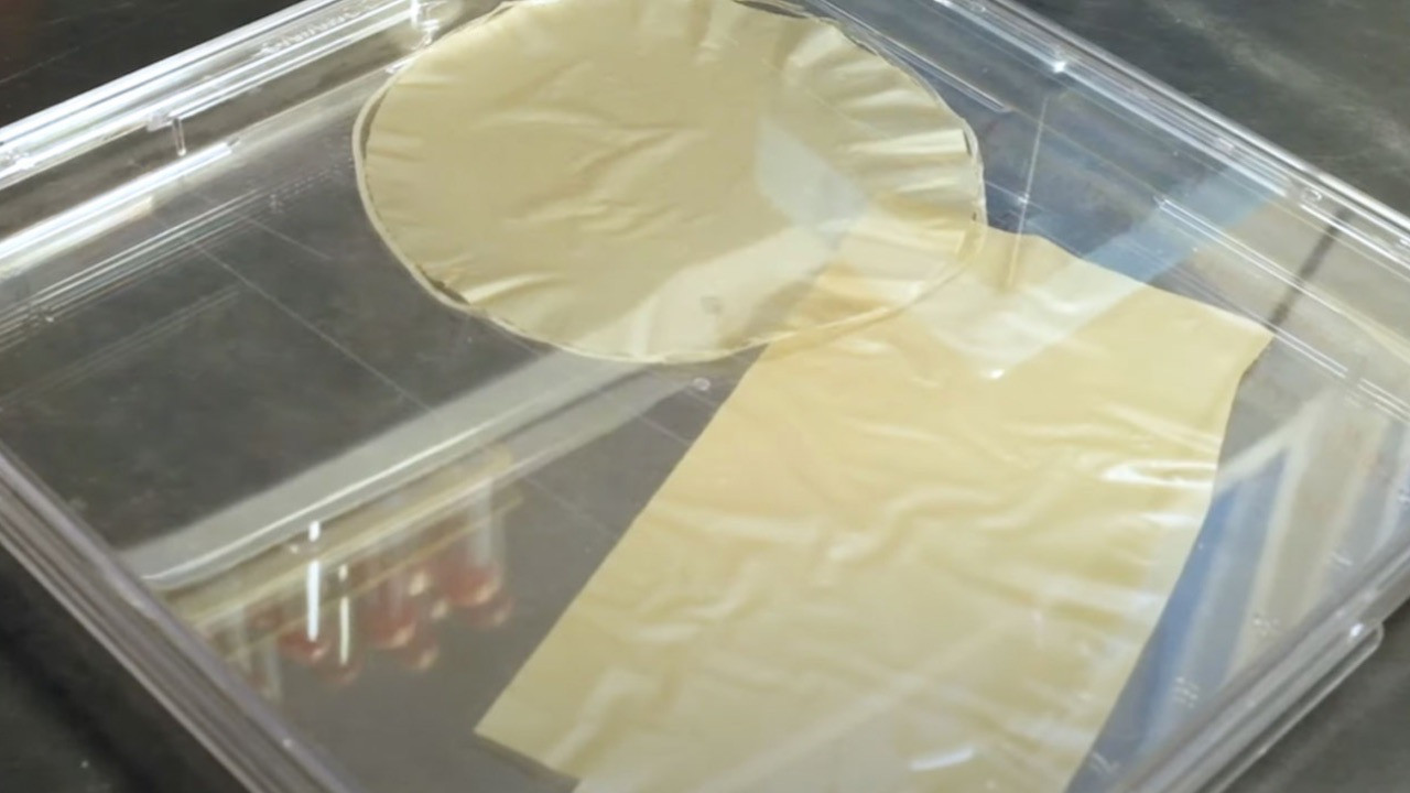 Kağıt için ağaç kesme devri bitiyor! Ayçiçeği poleninden kağıt ürettiler