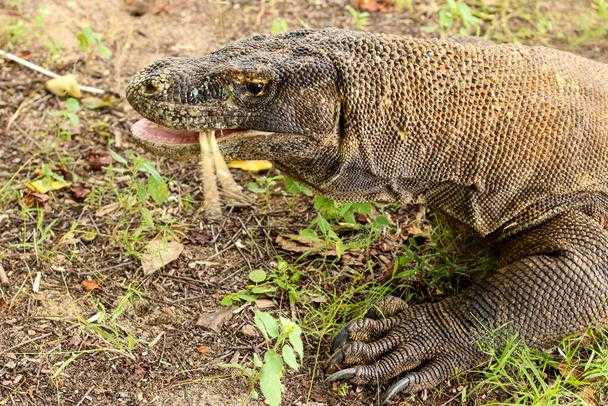 Sonunda buda oldu kertenkeleye tecavüz ettiler