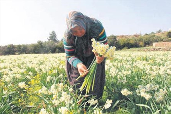 Nergis tohumları yıllar sonra geçim kaynağı oldu