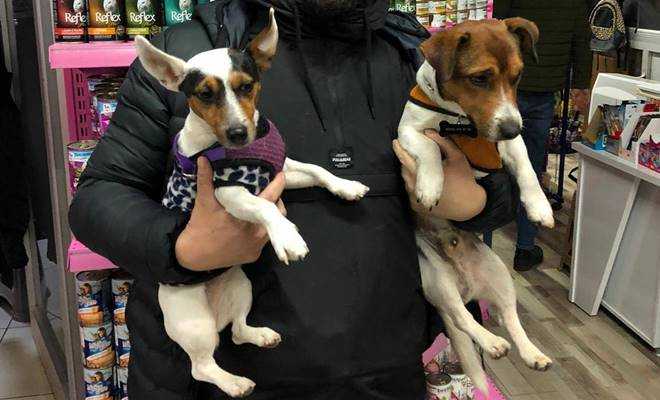 Cins hayvanları artık petshoplardan almak suç