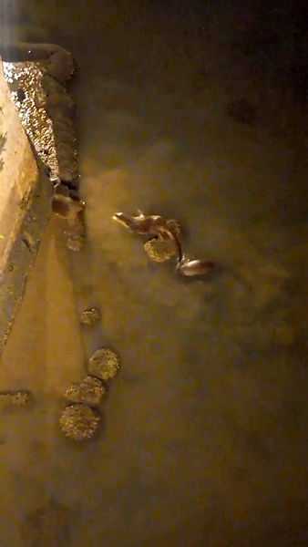 Tarihi Mimar Sinan köprüsünün altında su samuru ailesi görüldü